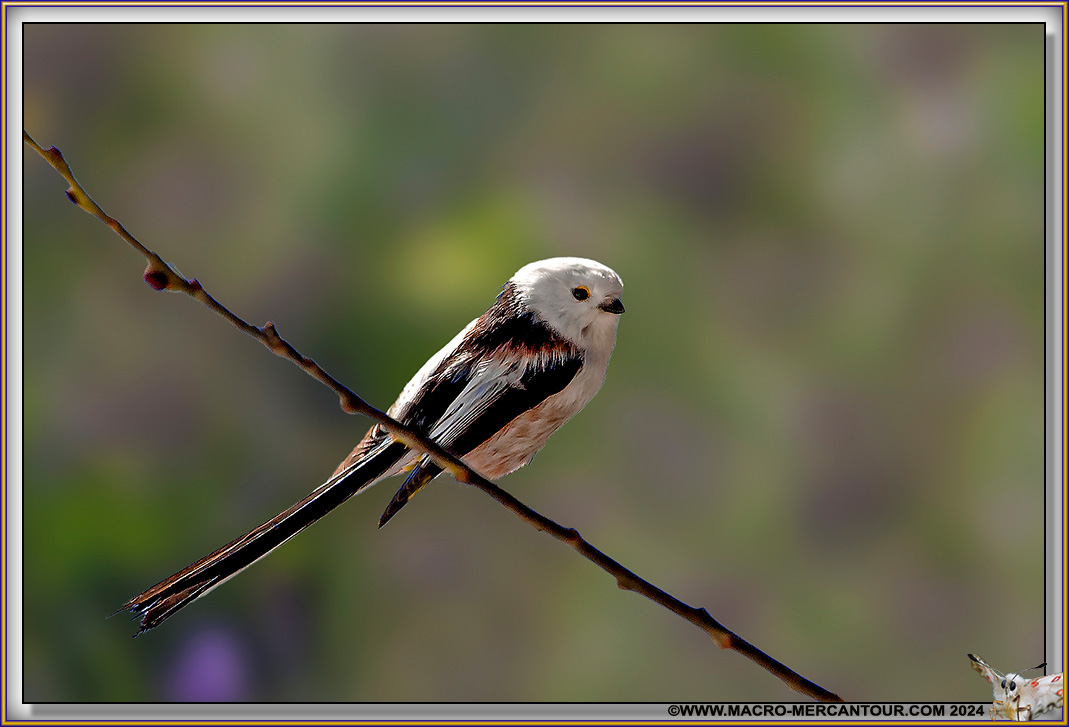 Mésange à longue queue